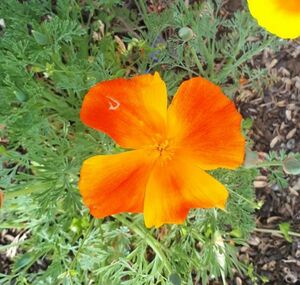 Мак восточный Мак восточный